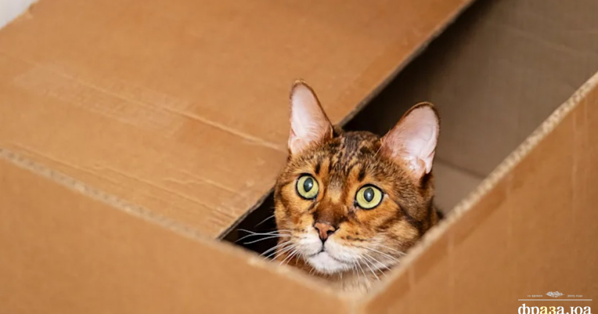 В Германии произошел странный инцидент с кошкой