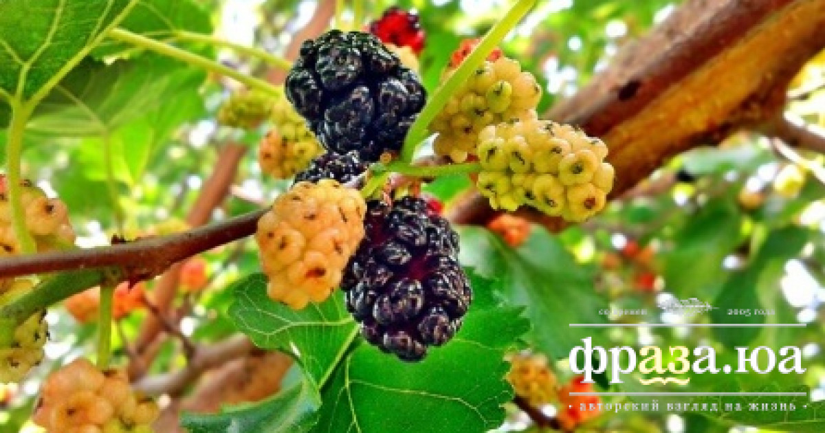 Ученые рассказали о небывалой пользе листьев шелковицы