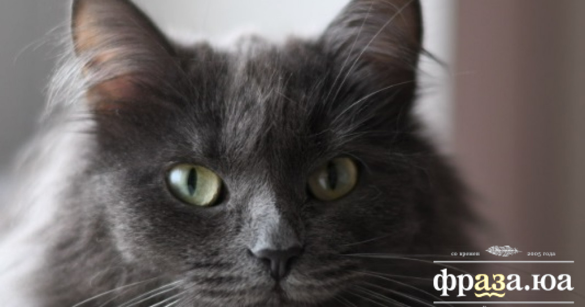 Австрийцы узнали о кошках нечто неожиданное