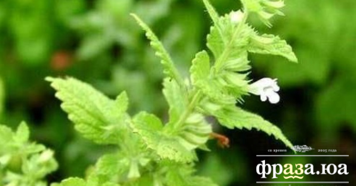 Обнаружено уникальное природное средство, подавляющее воспаление в мозге