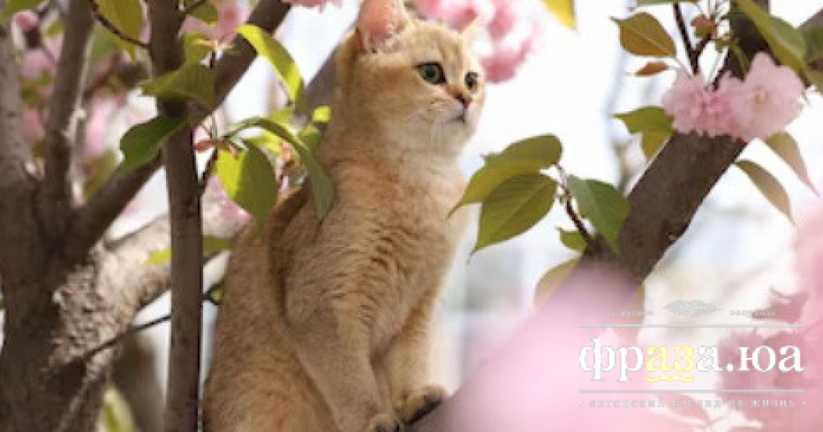 Украинцам рассказали, какой будет погода 4 апреля