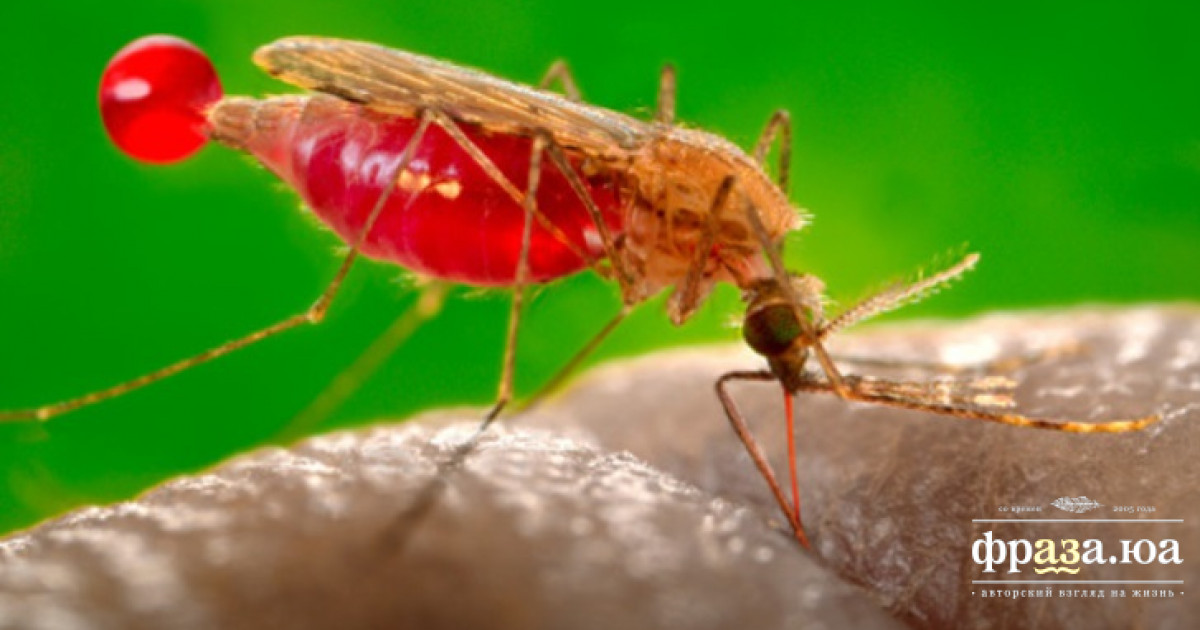 Выявлено неочевидное, но страшное последствие малярии