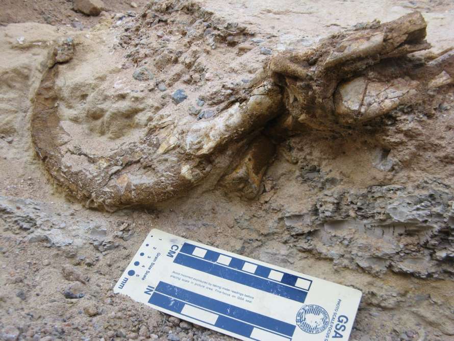 Гигантский коготь динозавра мелового периода найден в пустыне Гоби (Фото)