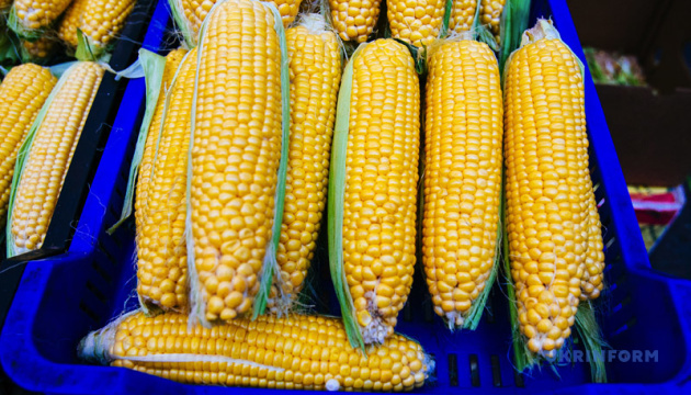 В Україні через низьку пропозицію дорожчає кукурудза