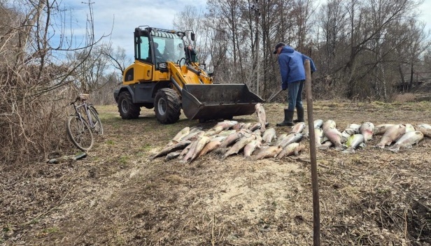У Мені на Чернігівщині зафіксували масову загибель риби