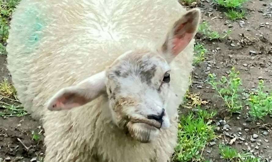Самую уродливую овцу-мутанта похитили в Британии (фото)