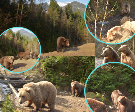 Грайливі, милі, дуже допитливі, але хижаки: кадри весняного пробудження закарпатських ведмедів розчулили мережу (ФОТО,...