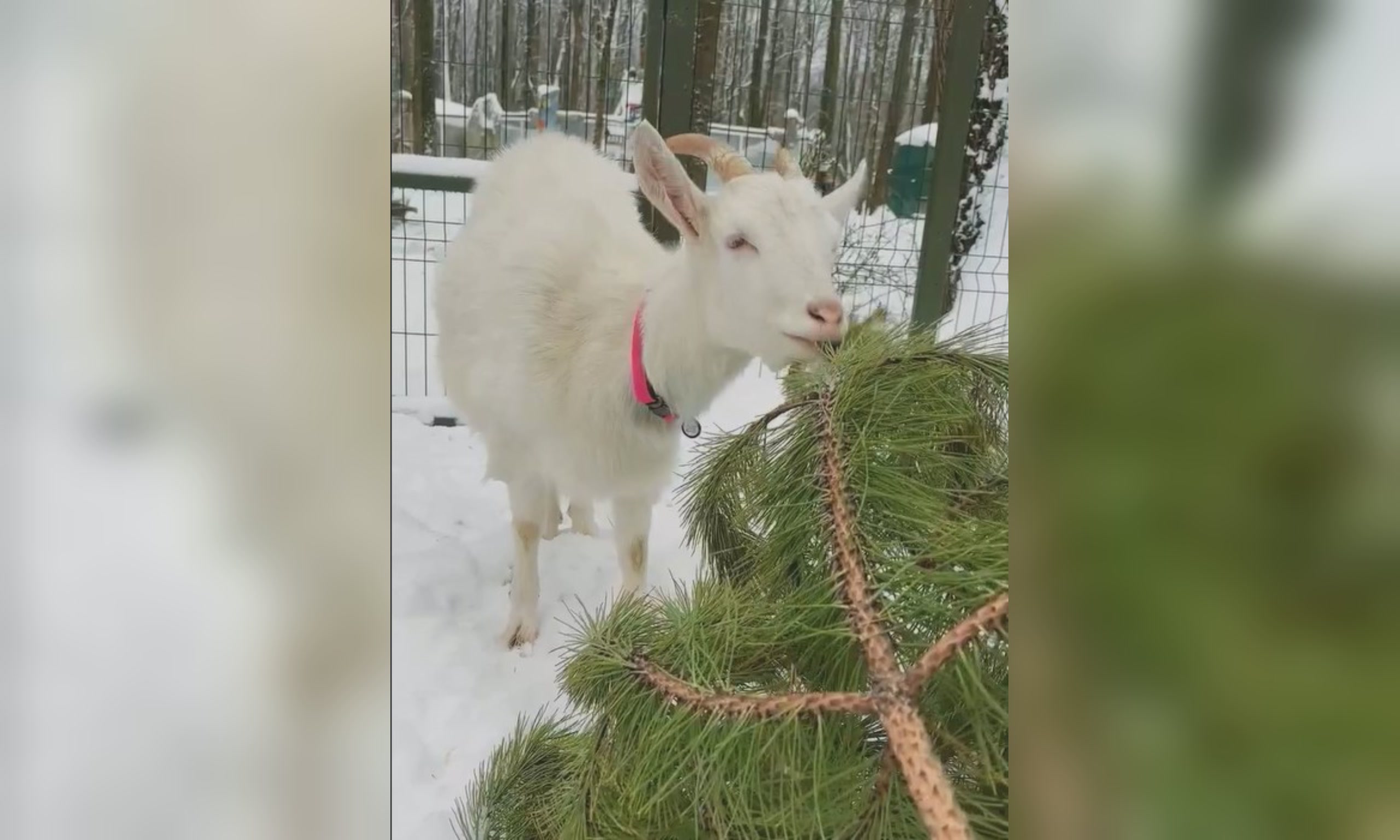 Новогоднюю елку можно не выбрасывать, а отдать животным из экопарка (видео)