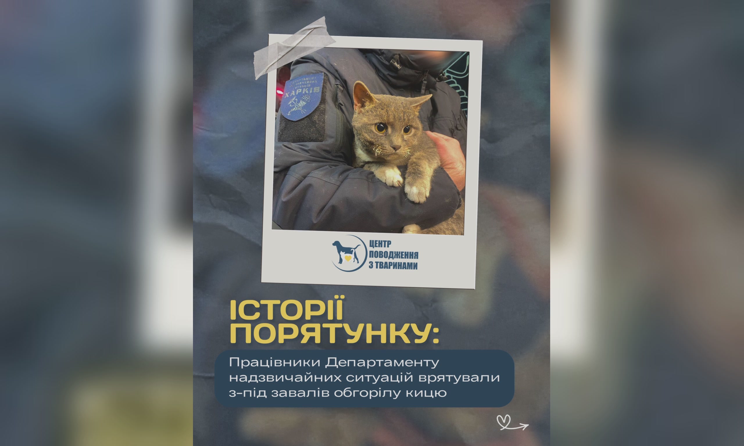 «Получила второй шанс»: в Харькове из-под завалов дома спасли кошку