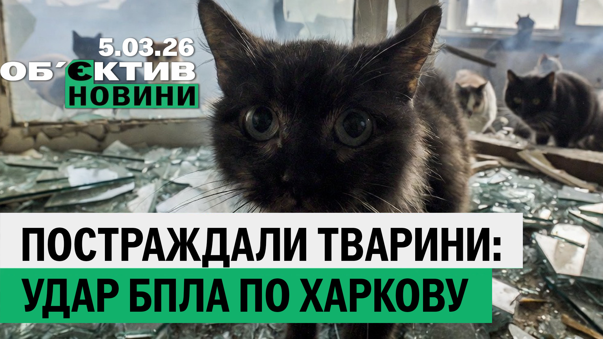 Пострадали животные в Харькове; леса Изюмщины возродят – итоги 5 марта