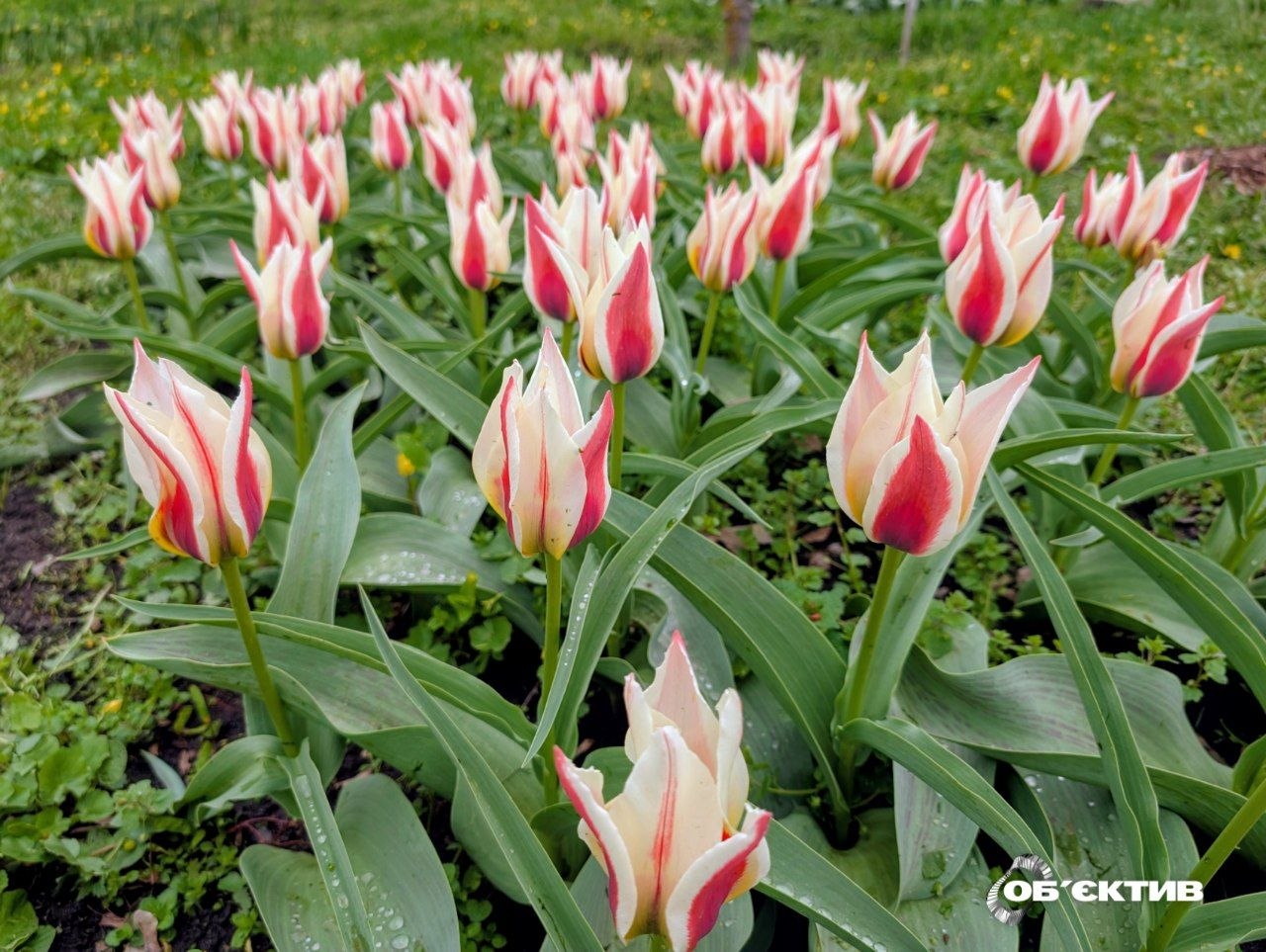 Новости Харькова — главное за 19 апреля: фронт, пострадавшие, пожары