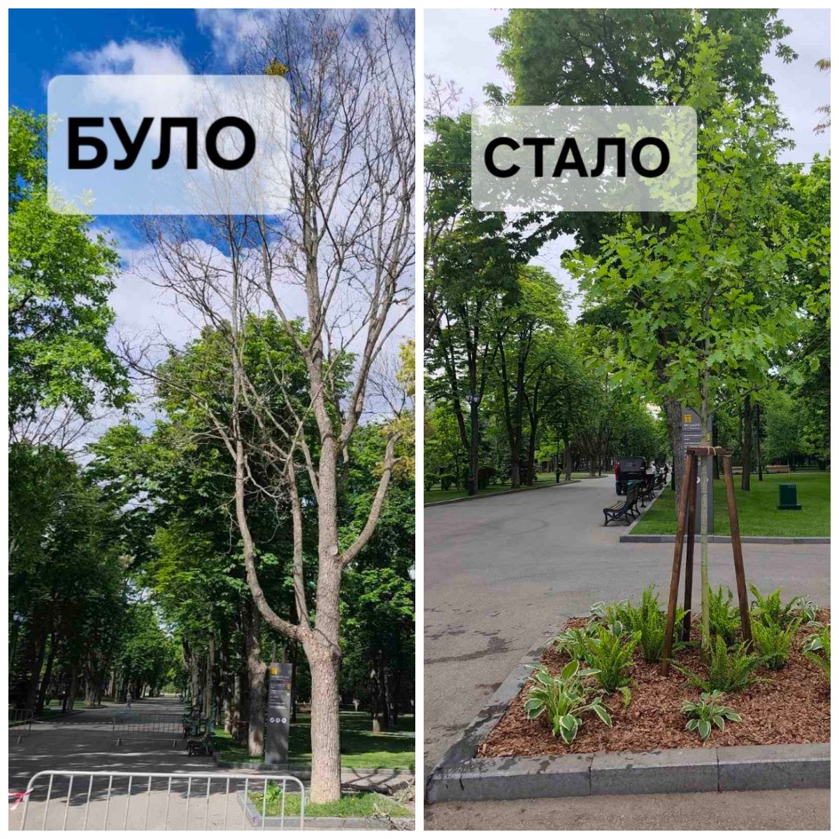 В саду Шевченко засох большой клен: что сделали коммунальщики