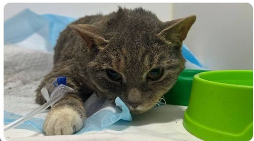 После обстрела из-под завалов дома в Харькове спасли кошку