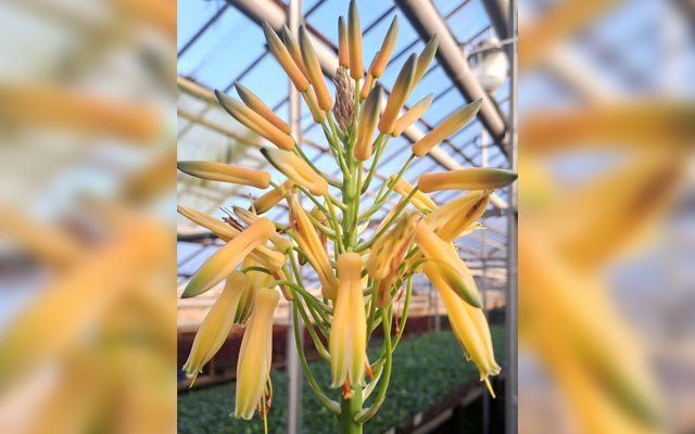 В Харькове расцвело растение, которое цветет раз в 10-20 лет (фото)