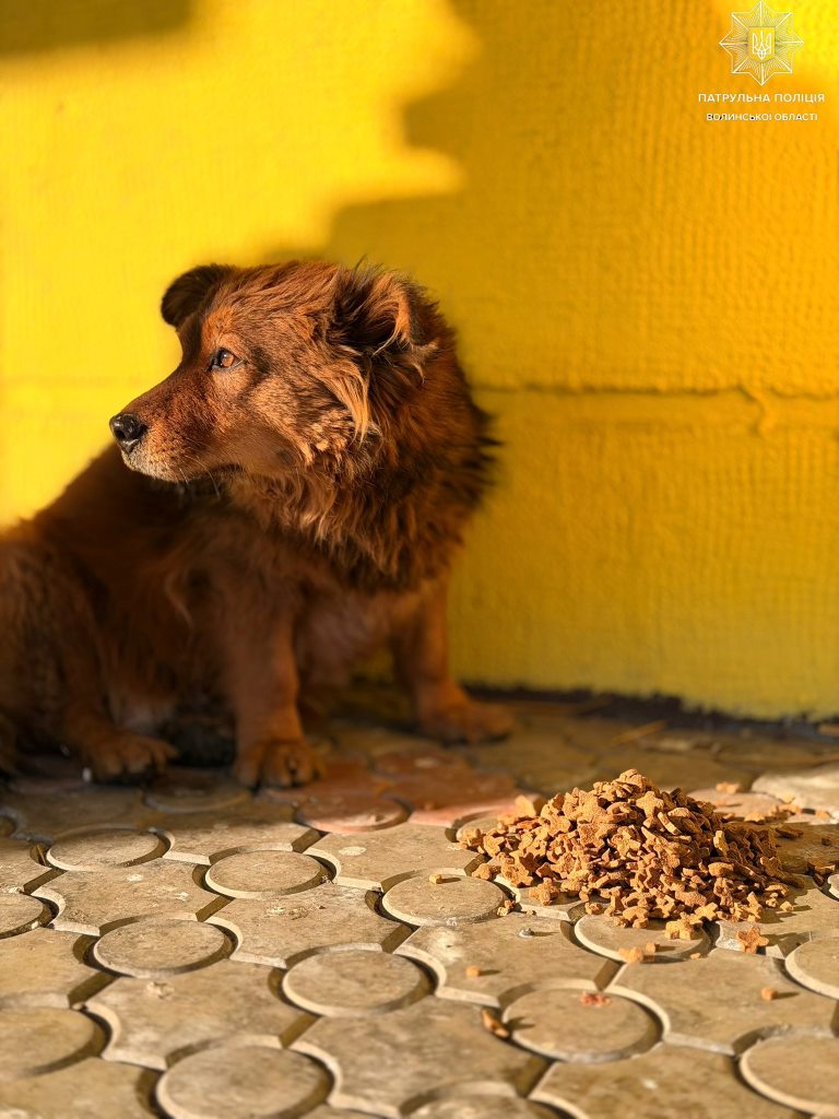 Луцькі патрульні підгодовували безпритульних тварин