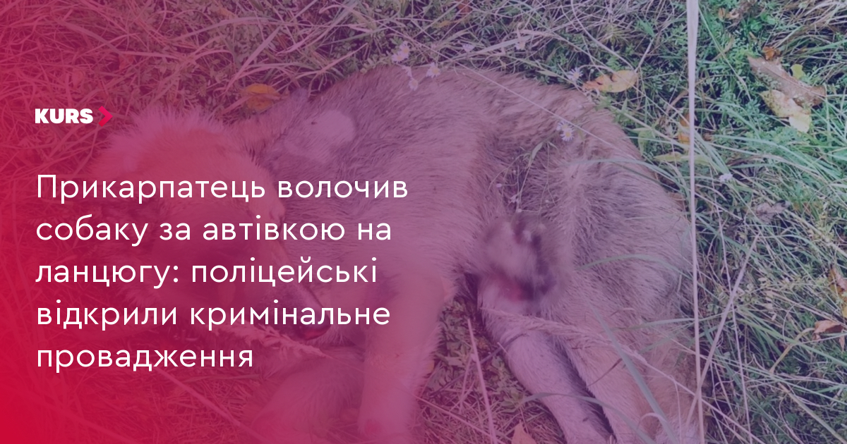 Прикарпатець волочив собаку за автівкою на ланцюгу: поліцейські відкрили кримінальне провадження
