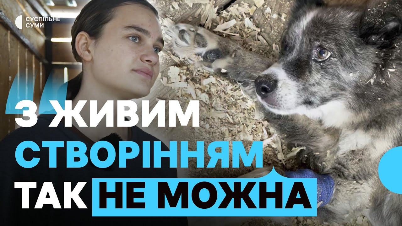 У Сумах рятують собаку, покинуту в Краснопільській громаді