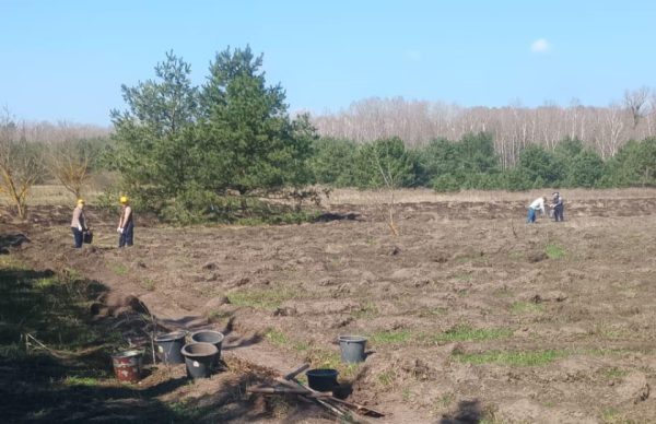 У Чернеччинській громаді на Охтирщині висадили сотні саджанців дуба та сосни