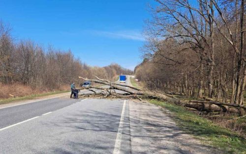 На автошляхах Тернопільщини прибирають дерева, які повалив вітер (фото)