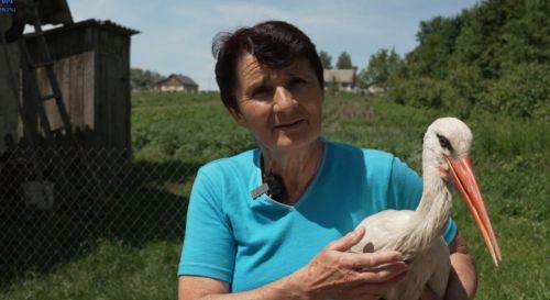 На Тернопільщині жінка доглянула 7 лелек, які випали із гнізда (фото, відео)