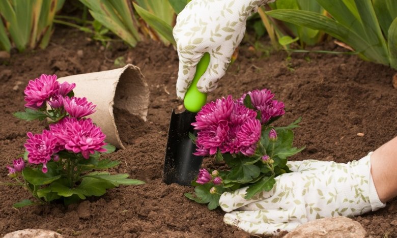 Как размножить хризантему осенью: эффективные способы