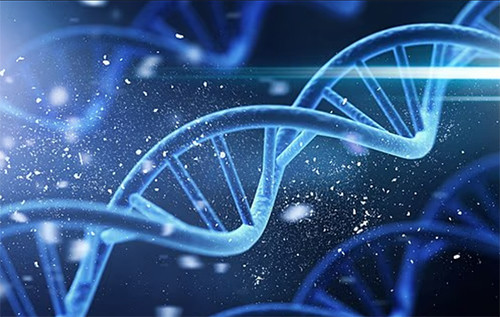 Науковці з’ясували, що тривалість життя на 55% залежить від спадковості