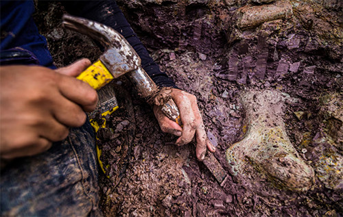 У Бразилії виявили новий вид гігантського динозавра довжиною приблизно 20 метрів