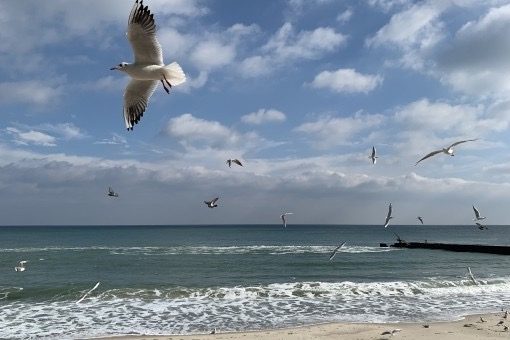 В Одеській області вночі очікуються заморозки: прогноз на 4 жовтня
