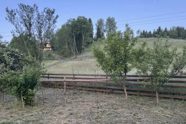 "Полуниця вкрилась інеєм": На Буковині температура серед червня впала до нуля (фото)