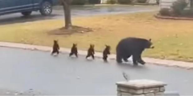 Малюки крокували на задніх лапах: Ведмедиця прогулювалася житловим районом з чотирма дитинчатами (відео)