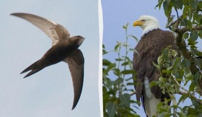 Жива природа не втомлює дивувати: Орнітологи назвали птаха, котрий може літати 10 місяців поспіль