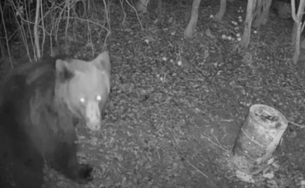 Блукав у пошуках їжі: На Буковині у фотопастку лісівників потрапив ведмідь, який через теплу погоду не впав у сплячку (відео)