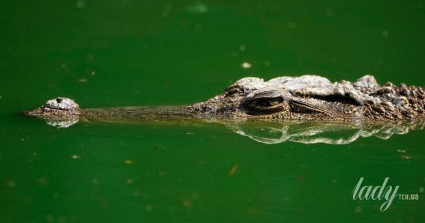 Виявилися свідомішими за деяких людей: Мавпи ризикнули життям заради порятунку друга (відео)