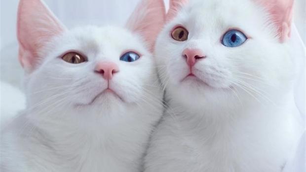 Це може здивувати! Як довго кішки пам’ятають своїх господарів