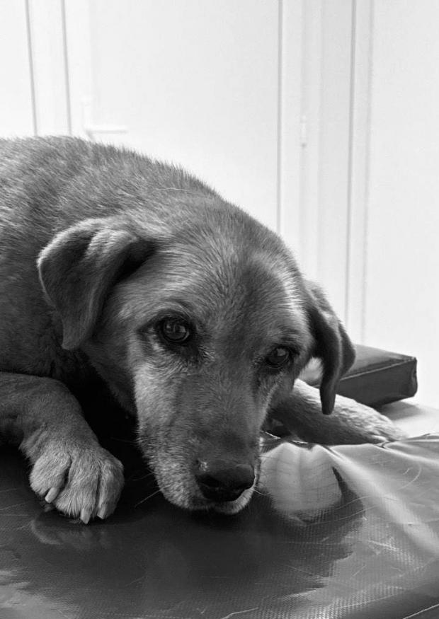 За неї вболівало багато людей: На Львівщині померла собака Найда, яку водій двічі переїхав і втік (фото, відео)