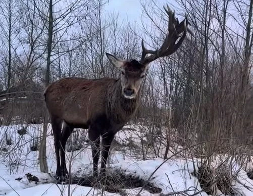 Шансів, що виживе небагато: На Рівненщині авто збило зірку соцмереж оленя Бориса (відео)
