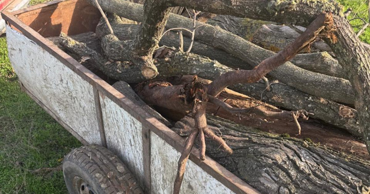 В Ізмаїльському районі виявлено незаконне перевезення дров’яної деревини