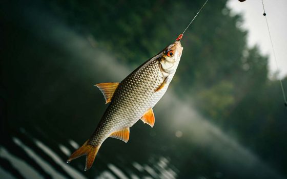 До уваги рибалок: з 1 квітня на водоймах області почне діяти заборона на вилов риби
