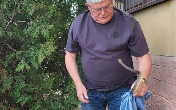 Під житловим будинком люди знайшли змію – вона покусала директора Одеського зоопарку, який приїхав на допомогу (фото)