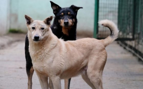 На Одещині невідомі труять бездомних собак: у мера просять розібратися