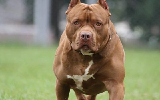 В Одесі службовий собака небезпечної породи покусав маленького хлопчика (фото)