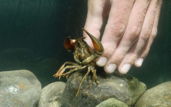 На Одещині з 1 грудня до кінця червня вводять заборону на вилов раків