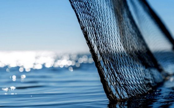 Україна отримала квоти на морського окуня та тріску в Атлантиці на 2026 рік