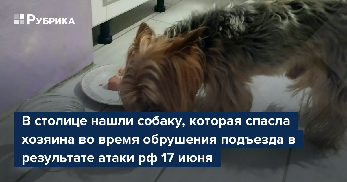 В столице нашли собаку, которая спасла хозяина во время обрушения подъезда в результате атаки рф 17 июня