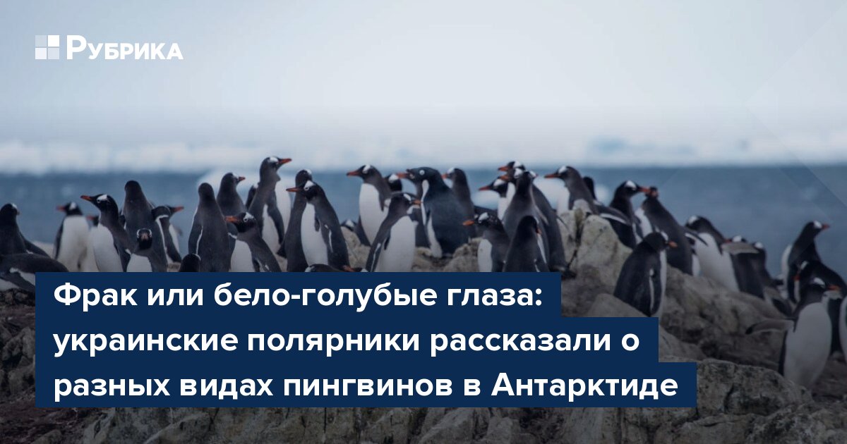 Фрак или бело-голубые глаза: украинские полярники рассказали о разных видах пингвинов в Антарктиде