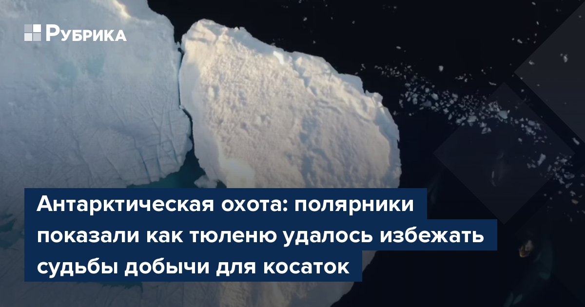 Антарктическая охота: полярники показали как тюленю удалось избежать судьбы добычи для косаток