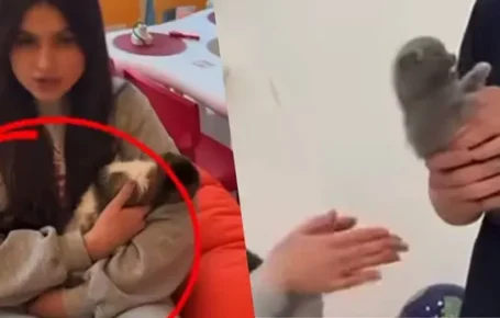 Живий товар: в Одесі кошенят здають в «оренду» заради заробітку(відео)