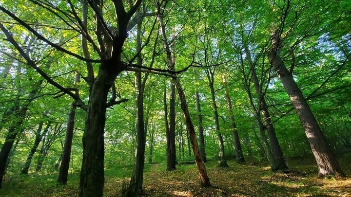 На Львівщині створили чотири нові природоохоронні зони: де саме