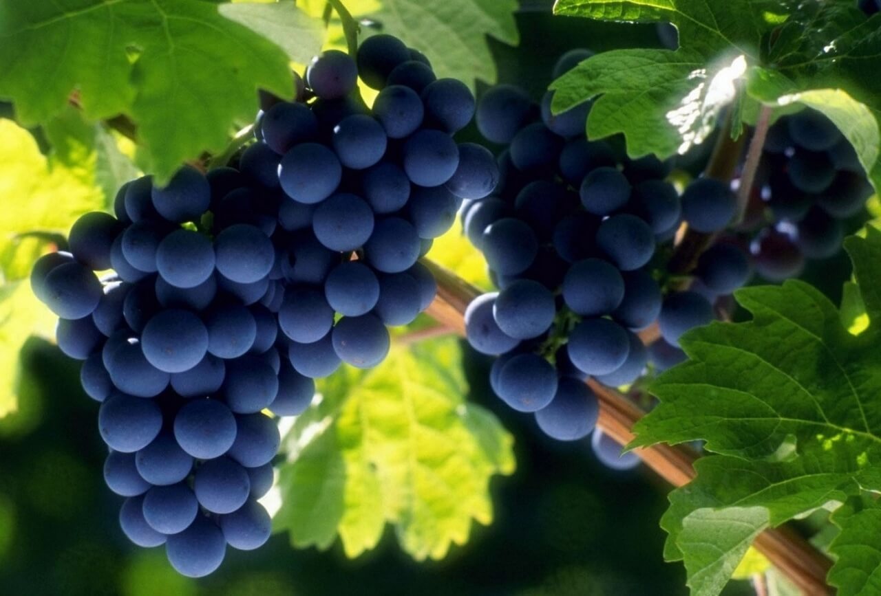 Названо продукт, який детоксує організм і покращує обмін речовин