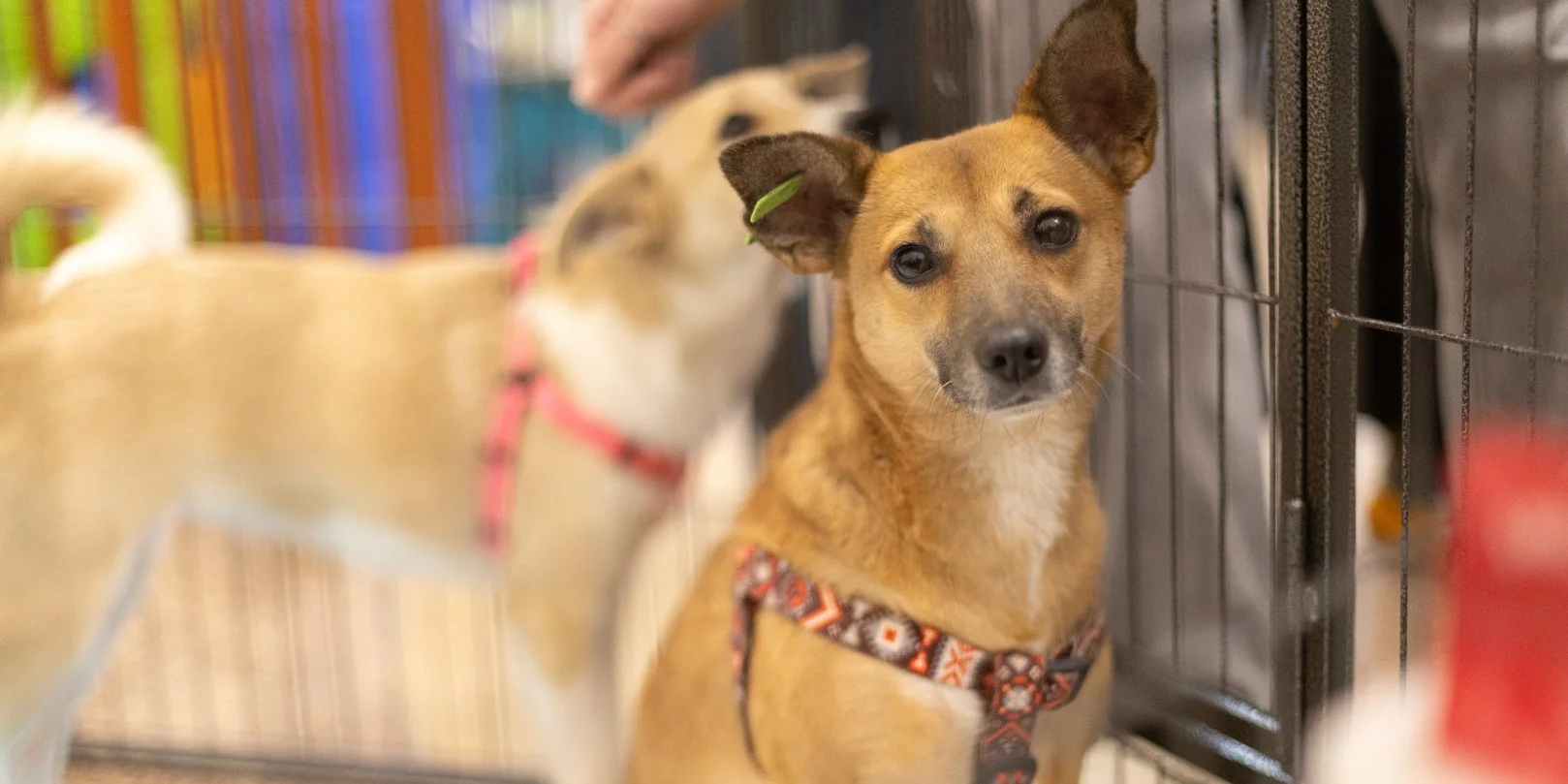 Подарить дом на Рождество. В Киеве состоится фестиваль адопции животных AdoptMe Days